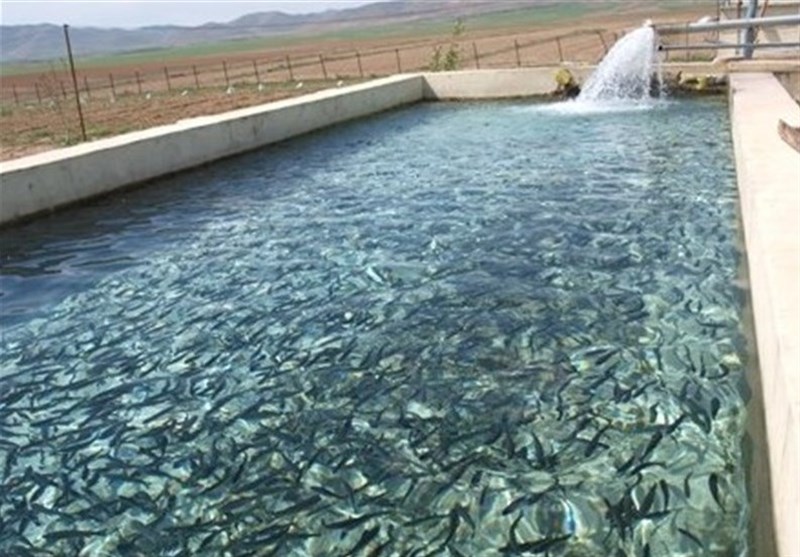 خورشید ابزی پروری